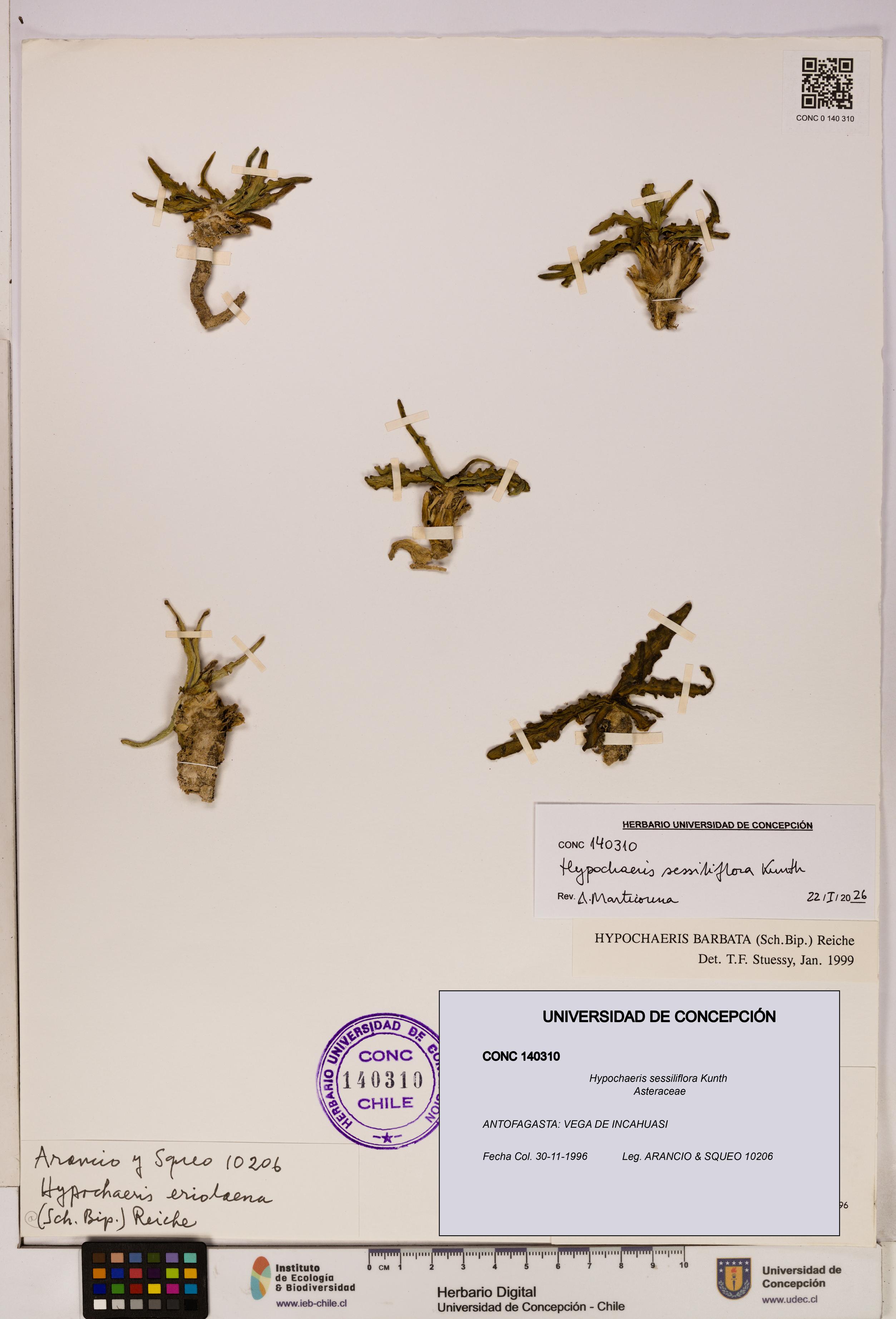 Hypochaeris sessiliflora [Espécimen: UDEC:CONC:0140310]