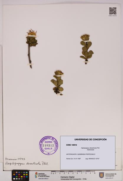 Haplopappus deserticola [Espécimen: UDEC:CONC:0140312]