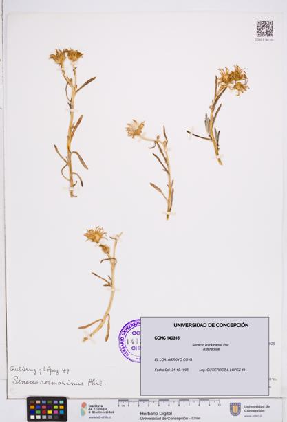 Senecio volckmannii [Espécimen: ]