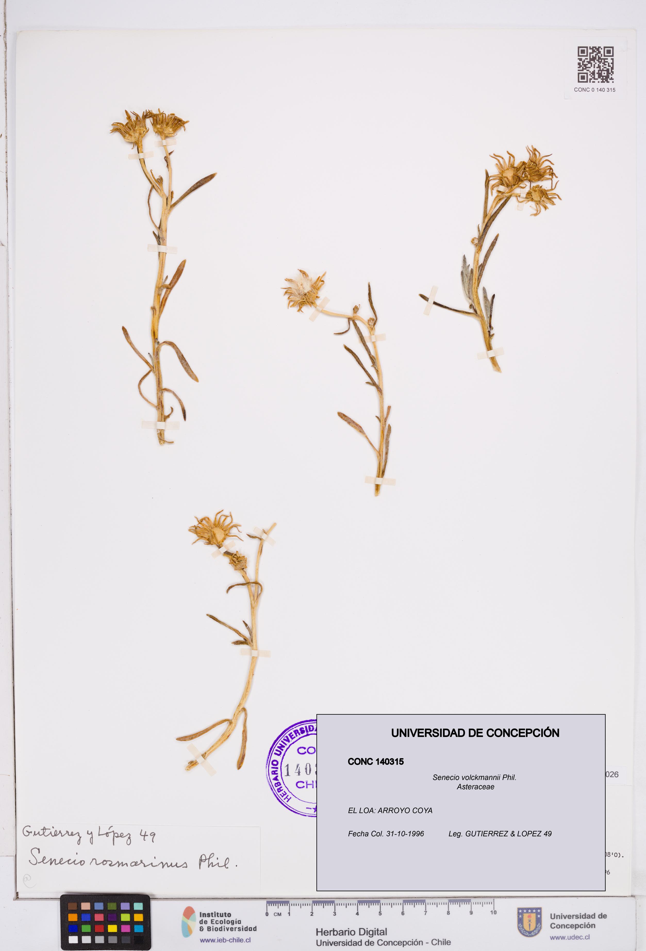 Senecio volckmannii [Espécimen: ]