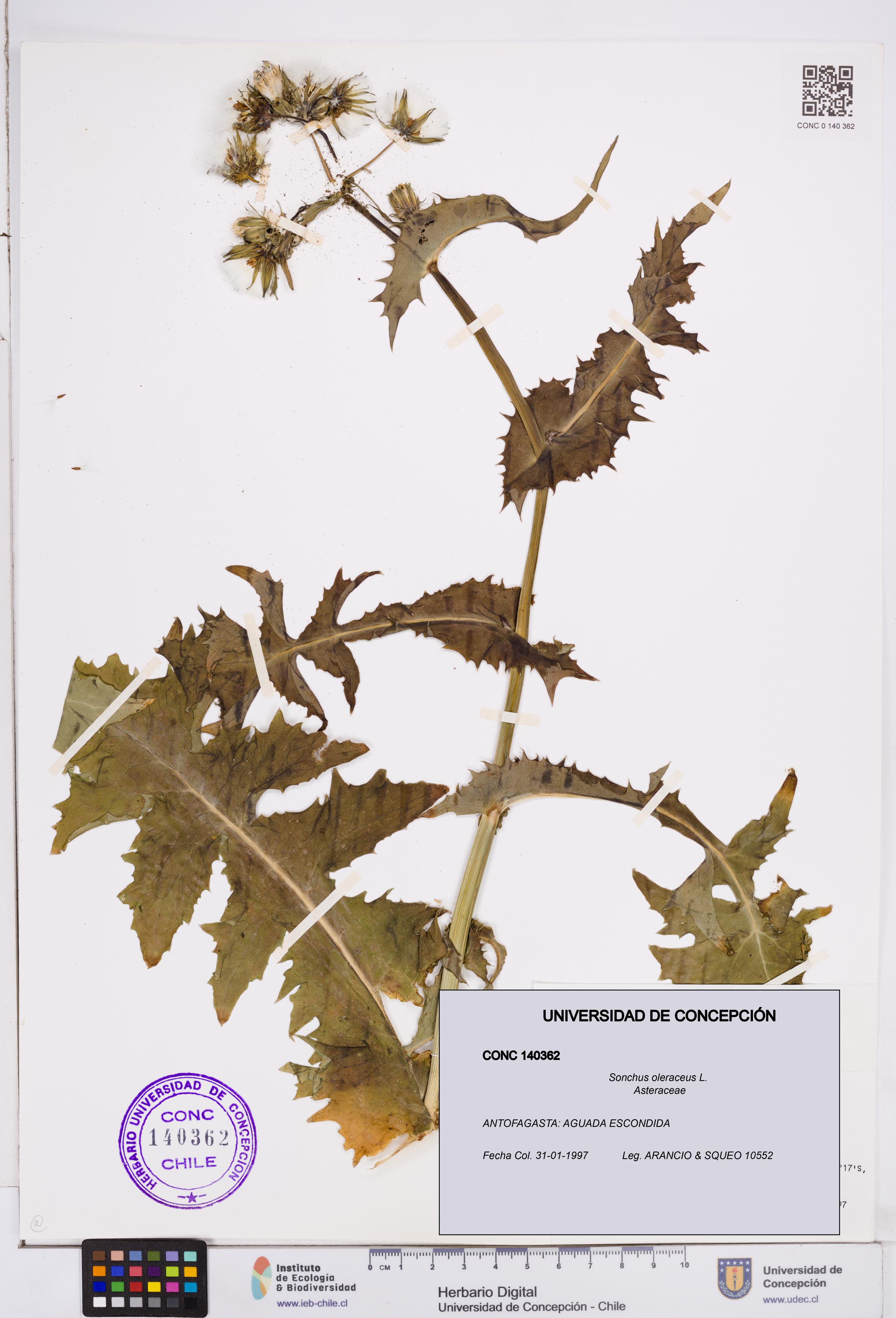 Sonchus oleraceus [Espécimen: ]