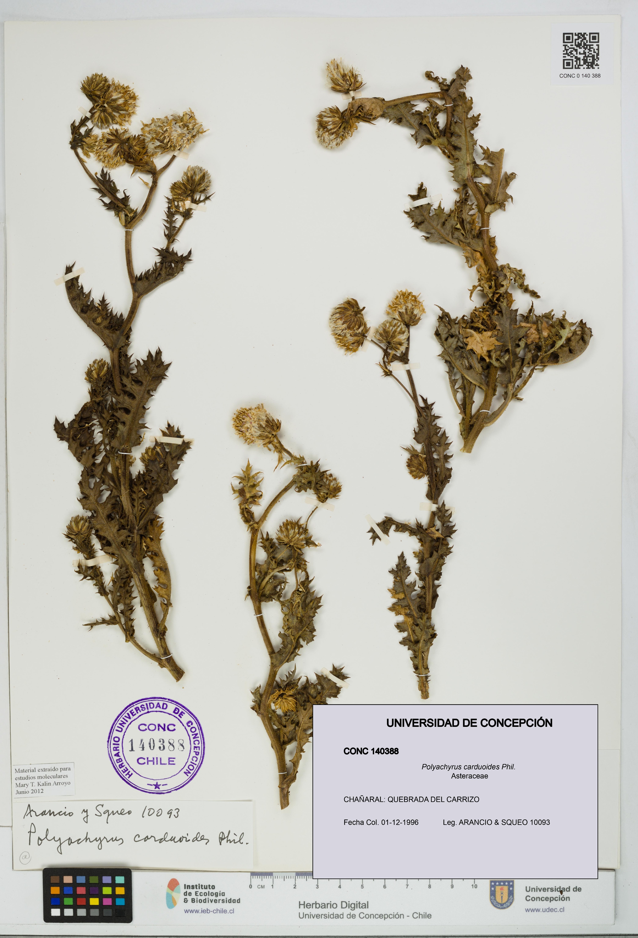 Polyachyrus carduoides [Espécimen: UDEC:CONC:0140388]