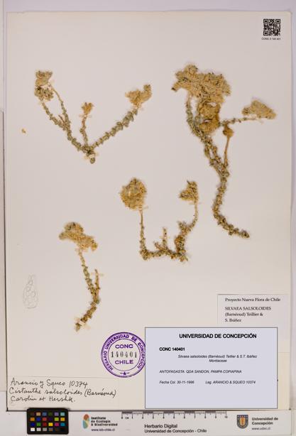 Silvaea salsoloides [Espécimen: UDEC:CONC:0140401]