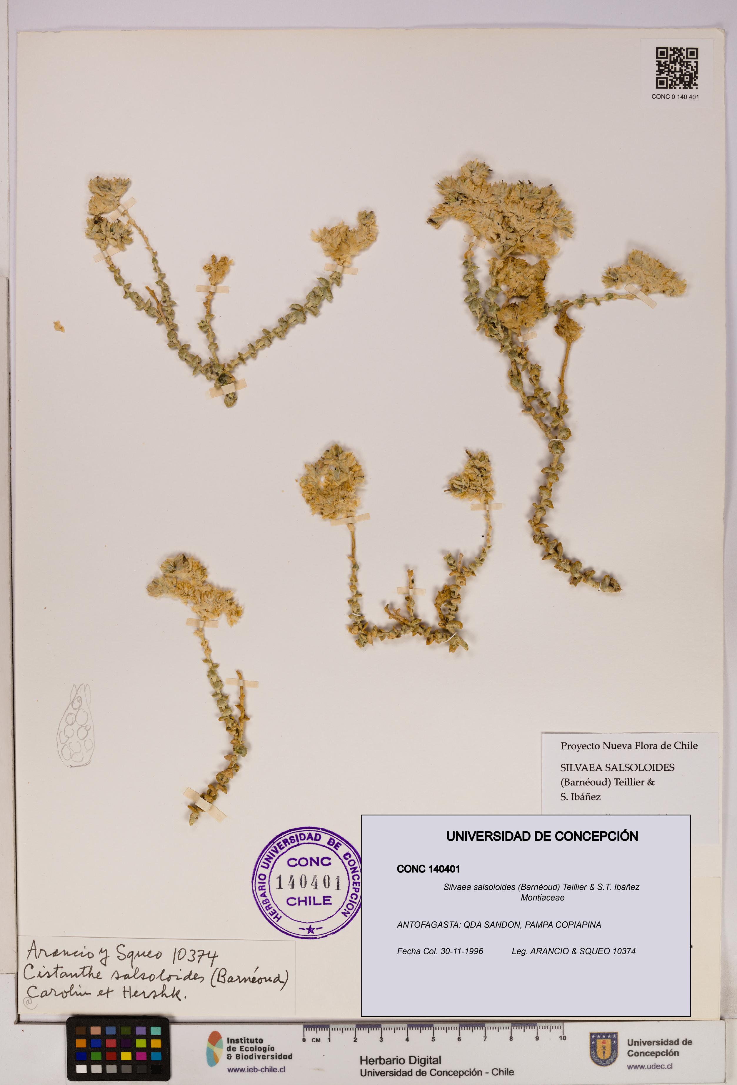 Silvaea salsoloides [Espécimen: UDEC:CONC:0140401]