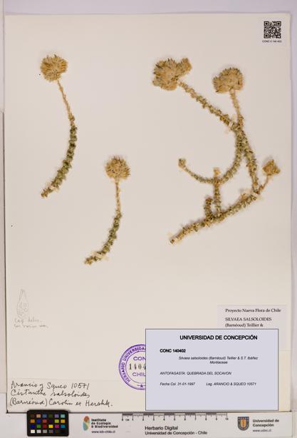 Silvaea salsoloides [Espécimen: UDEC:CONC:0140402]