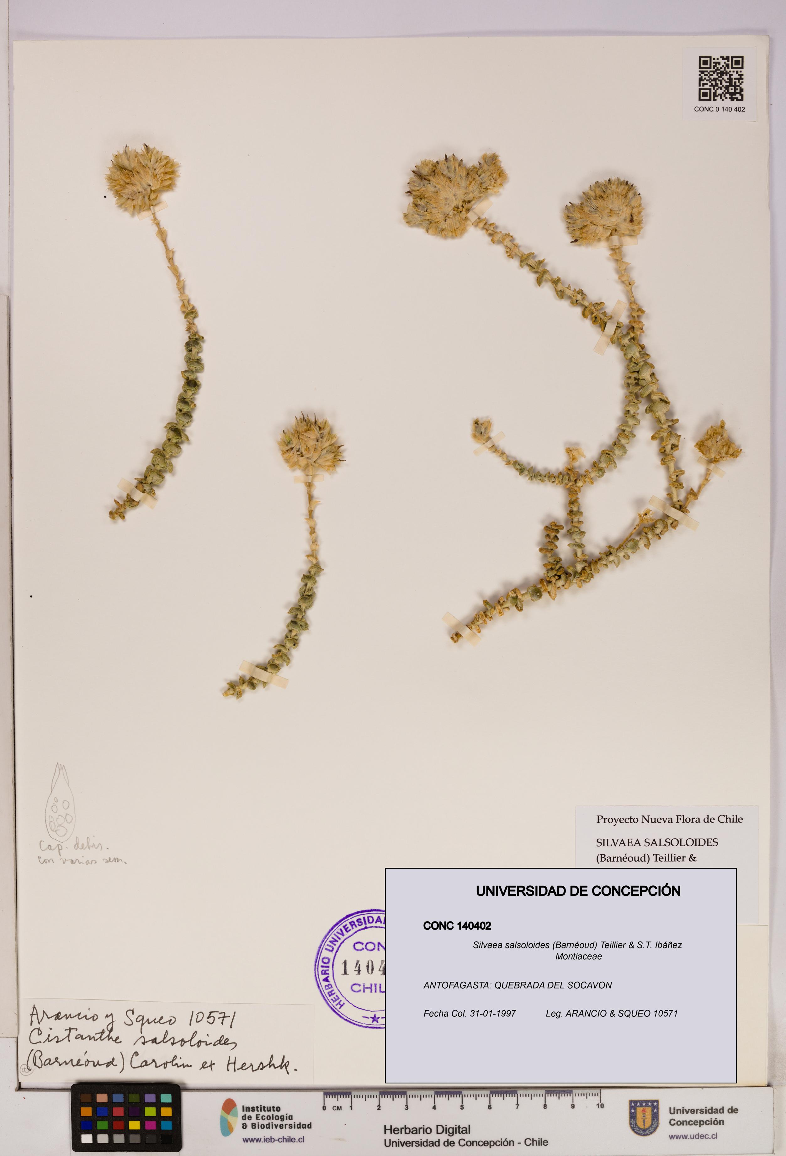 Silvaea salsoloides [Espécimen: UDEC:CONC:0140402]