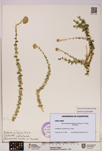 Silvaea salsoloides [Espécimen: UDEC:CONC:0140404]