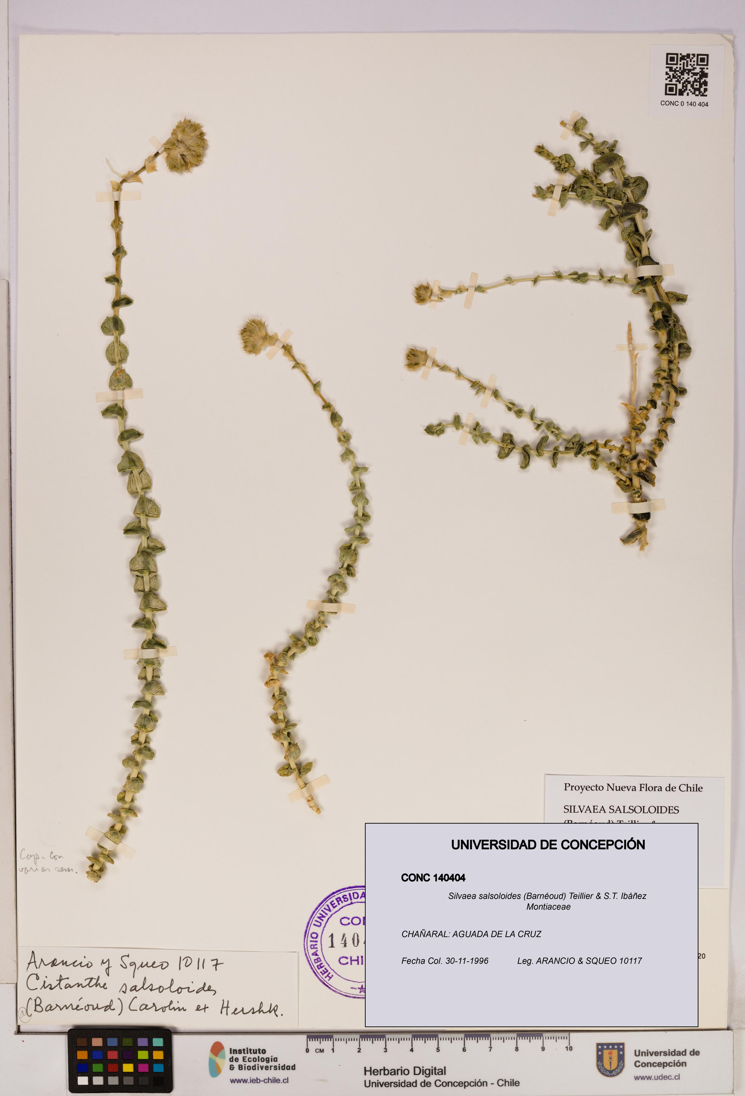 Silvaea salsoloides [Espécimen: UDEC:CONC:0140404]