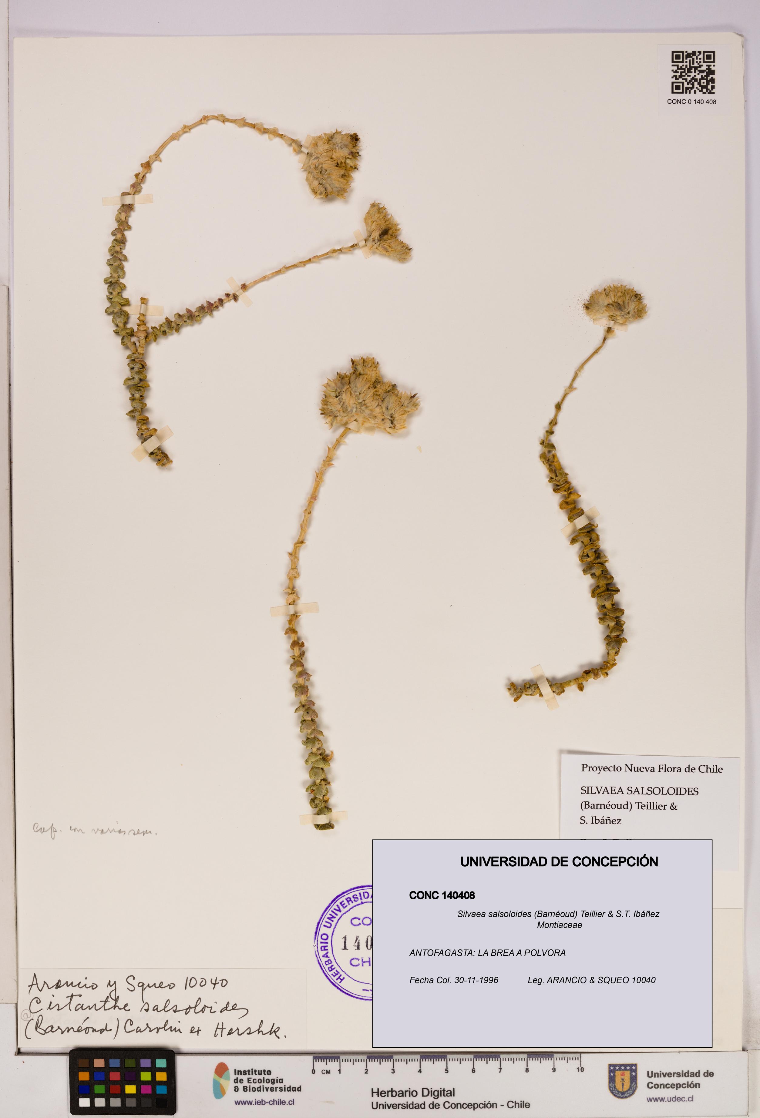 Silvaea salsoloides [Espécimen: UDEC:CONC:0140408]