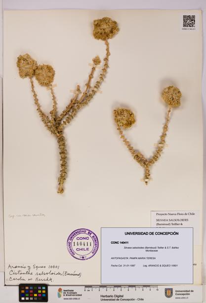 Silvaea salsoloides [Espécimen: UDEC:CONC:0140411]