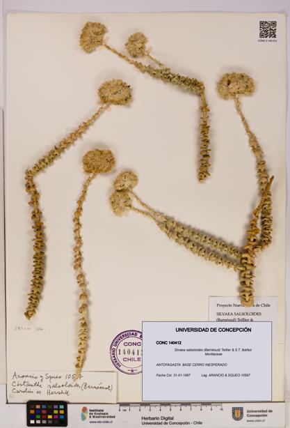 Silvaea salsoloides [Espécimen: UDEC:CONC:0140412]