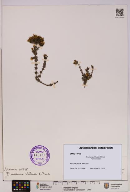 Frankenia chilensis [Espécimen: UDEC:CONC:0140432]
