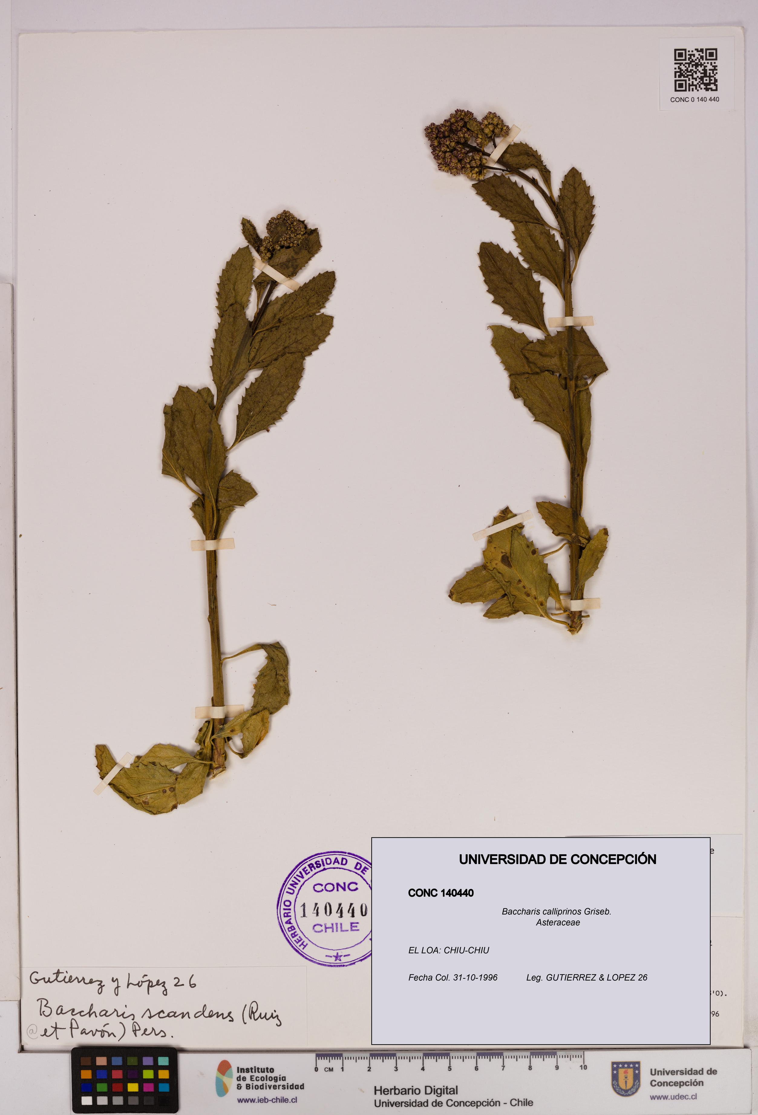 Baccharis calliprinos [Espécimen: UDEC:CONC:0140440]