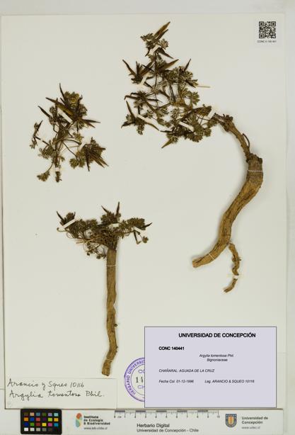 Argylia tomentosa [Espécimen: UDEC:CONC:0140441]