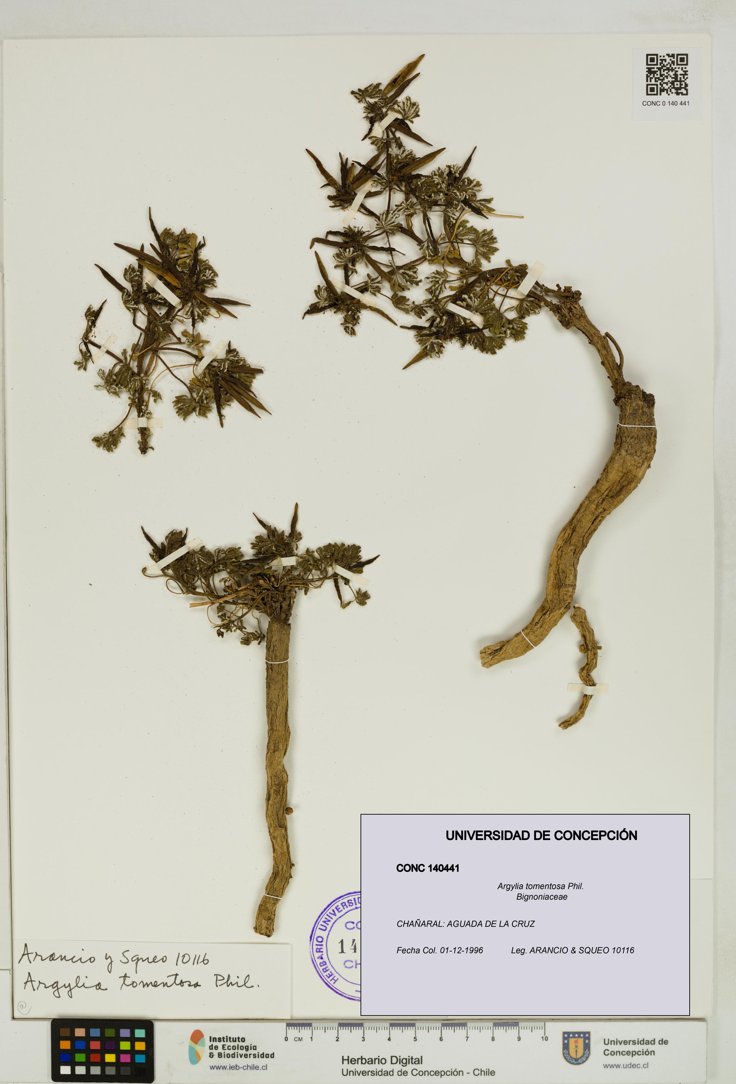 Argylia tomentosa [Espécimen: UDEC:CONC:0140441]