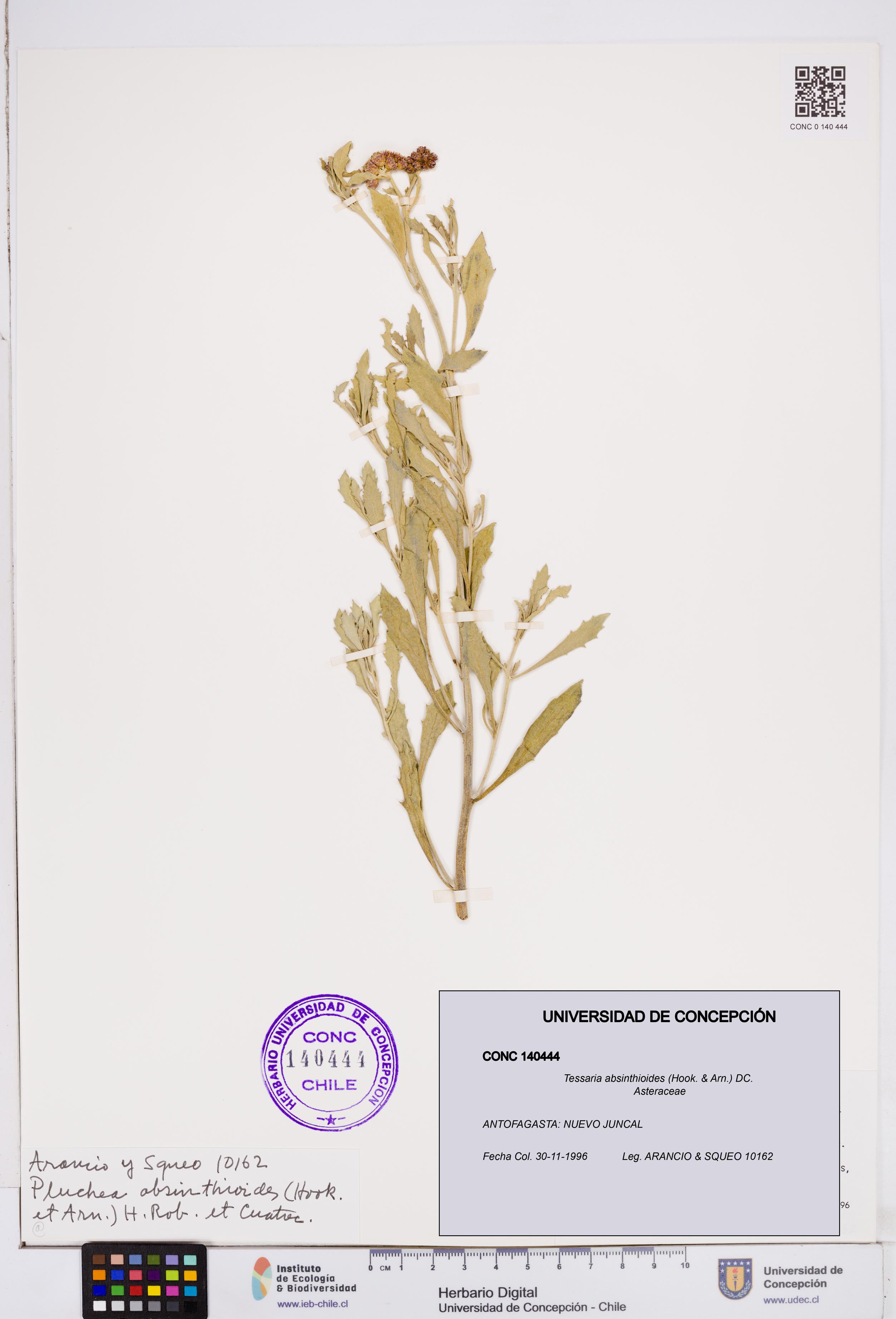 Tessaria absinthioides [Espécimen: ]