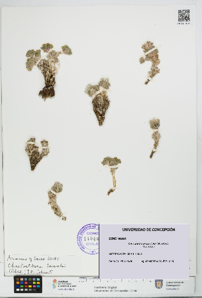 Chaetanthera lanata [Espécimen: UDEC:CONC:0140461]