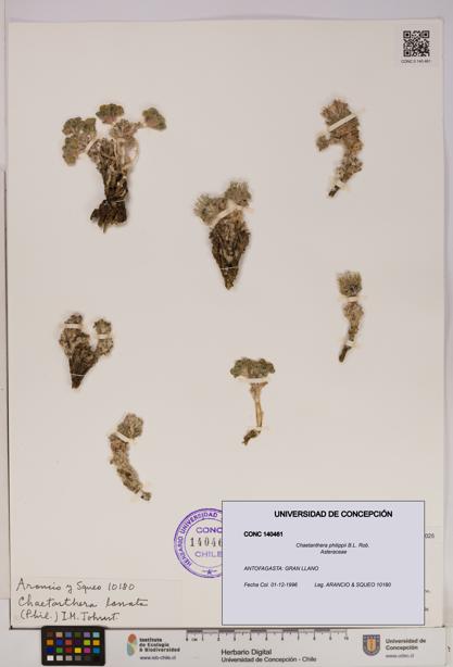 Chaetanthera philippii [Espécimen: UDEC:CONC:0140461]