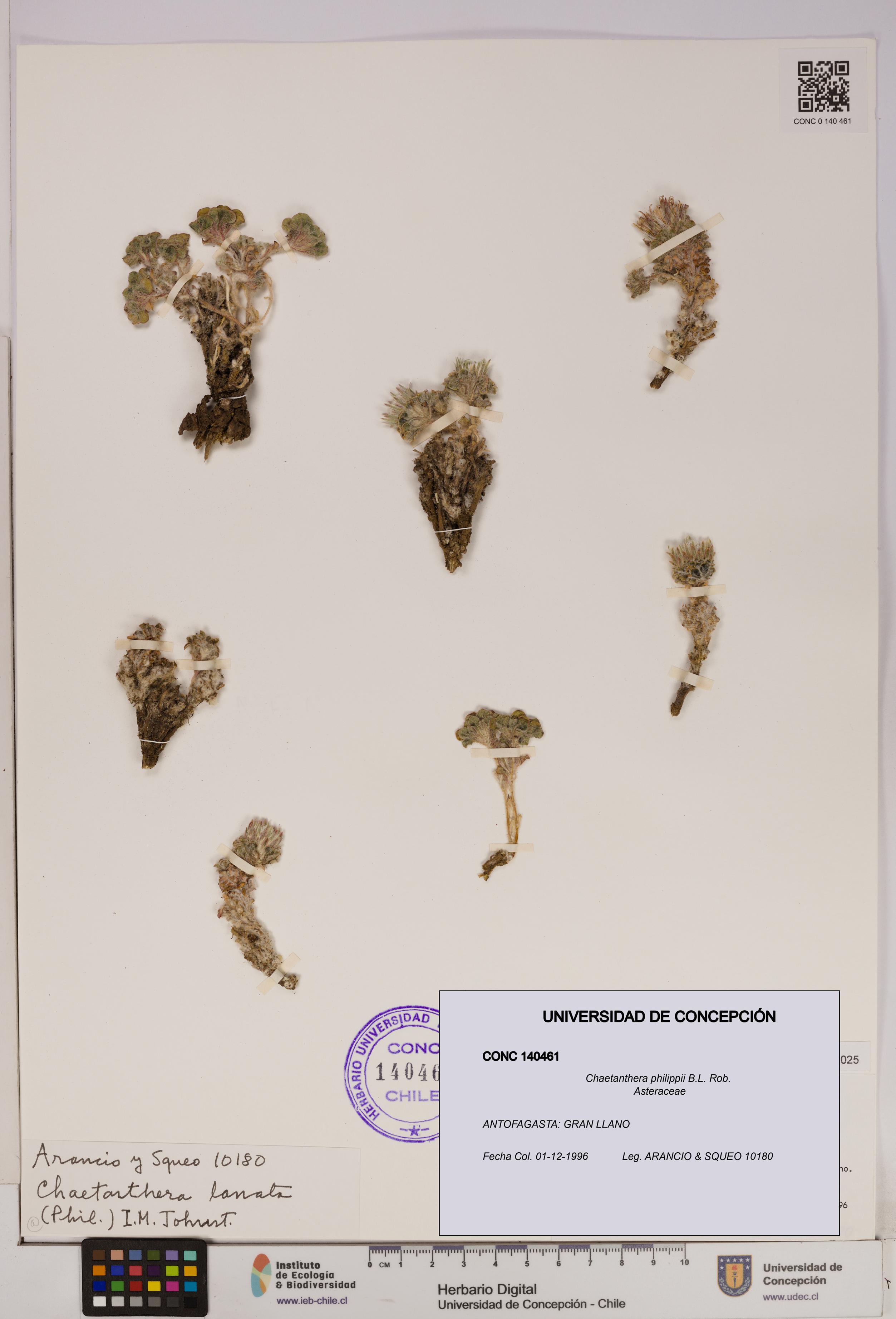 Chaetanthera philippii [Espécimen: UDEC:CONC:0140461]