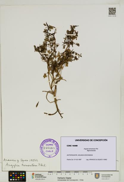Argylia tomentosa [Espécimen: UDEC:CONC:0140468]