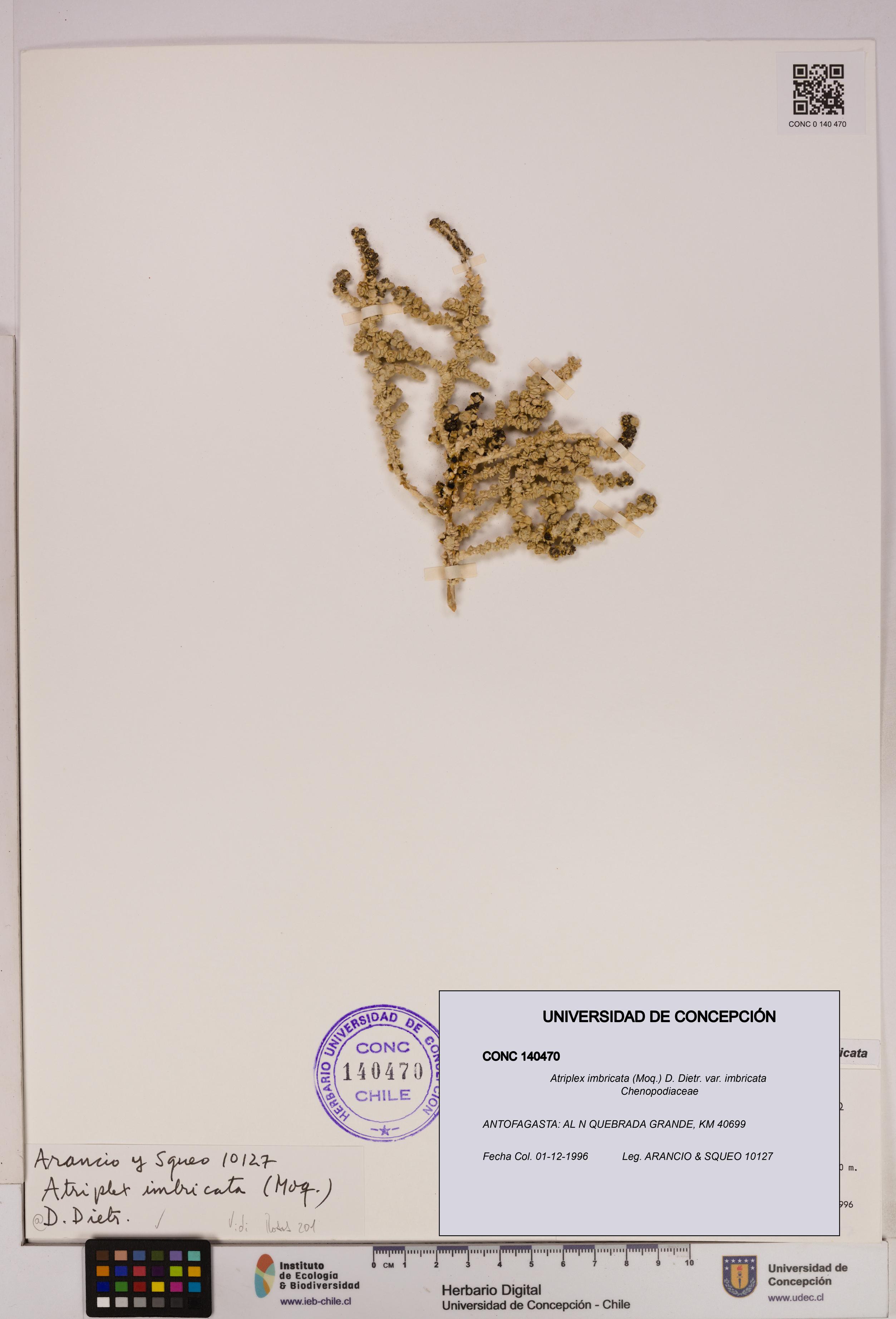 Atriplex imbricata [Espécimen: UDEC:CONC:0140470]