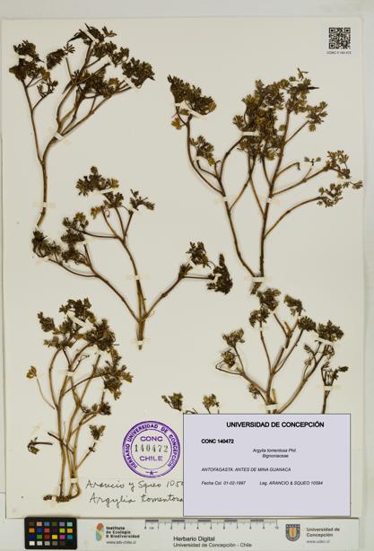 Argylia tomentosa [Espécimen: UDEC:CONC:0140472]