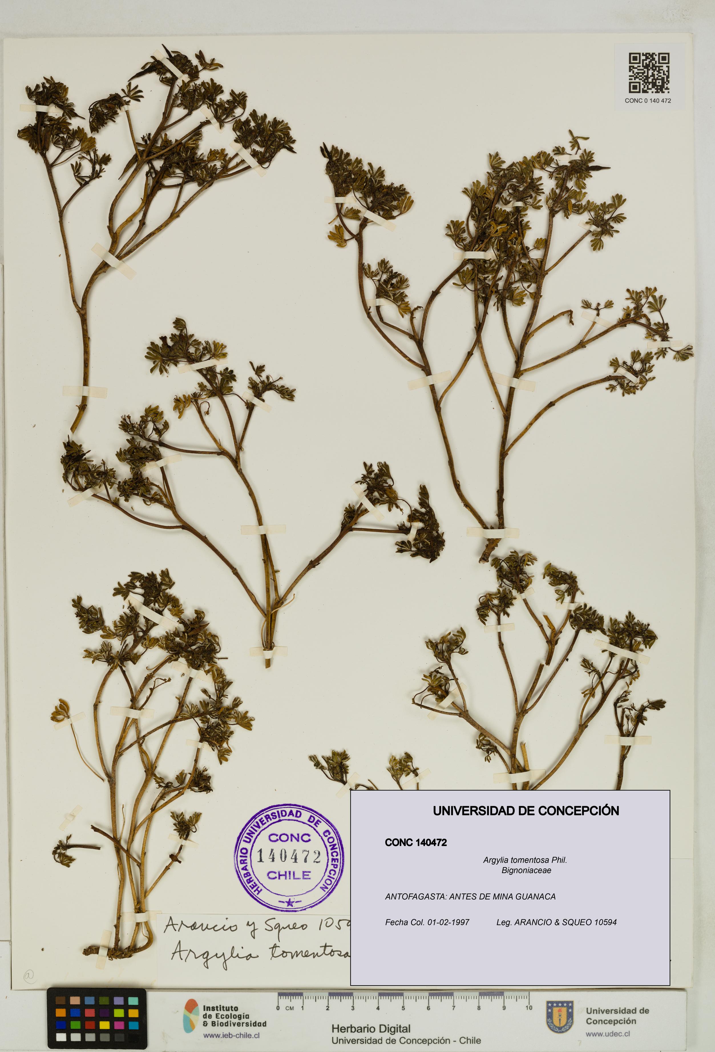 Argylia tomentosa [Espécimen: UDEC:CONC:0140472]