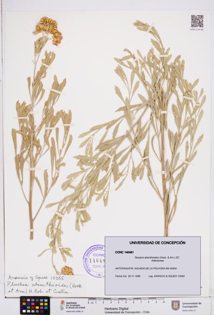 Tessaria absinthioides [Espécimen: ]