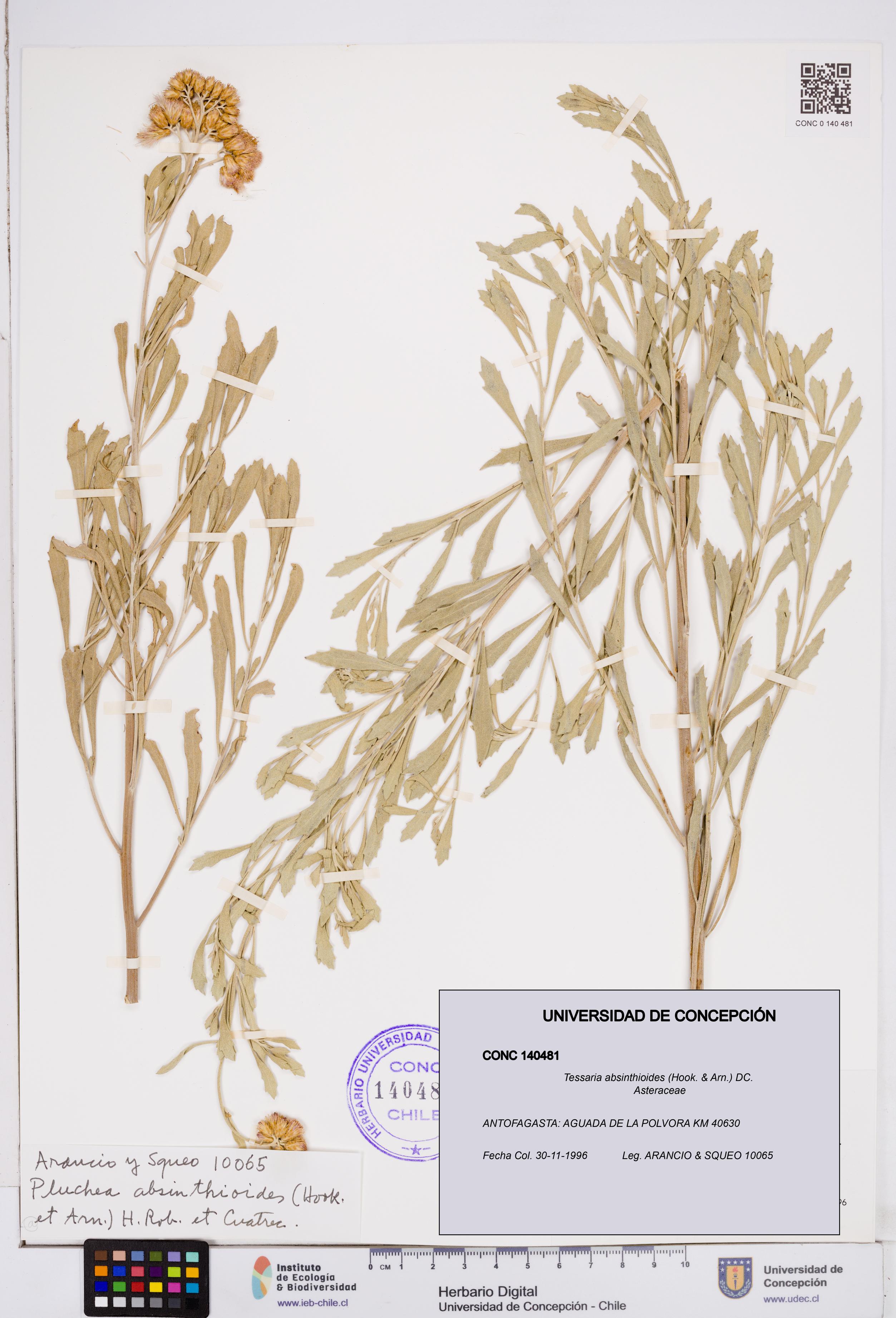 Tessaria absinthioides [Espécimen: ]