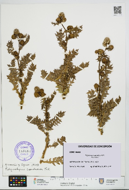 Polyachyrus carduoides [Espécimen: UDEC:CONC:0140490]