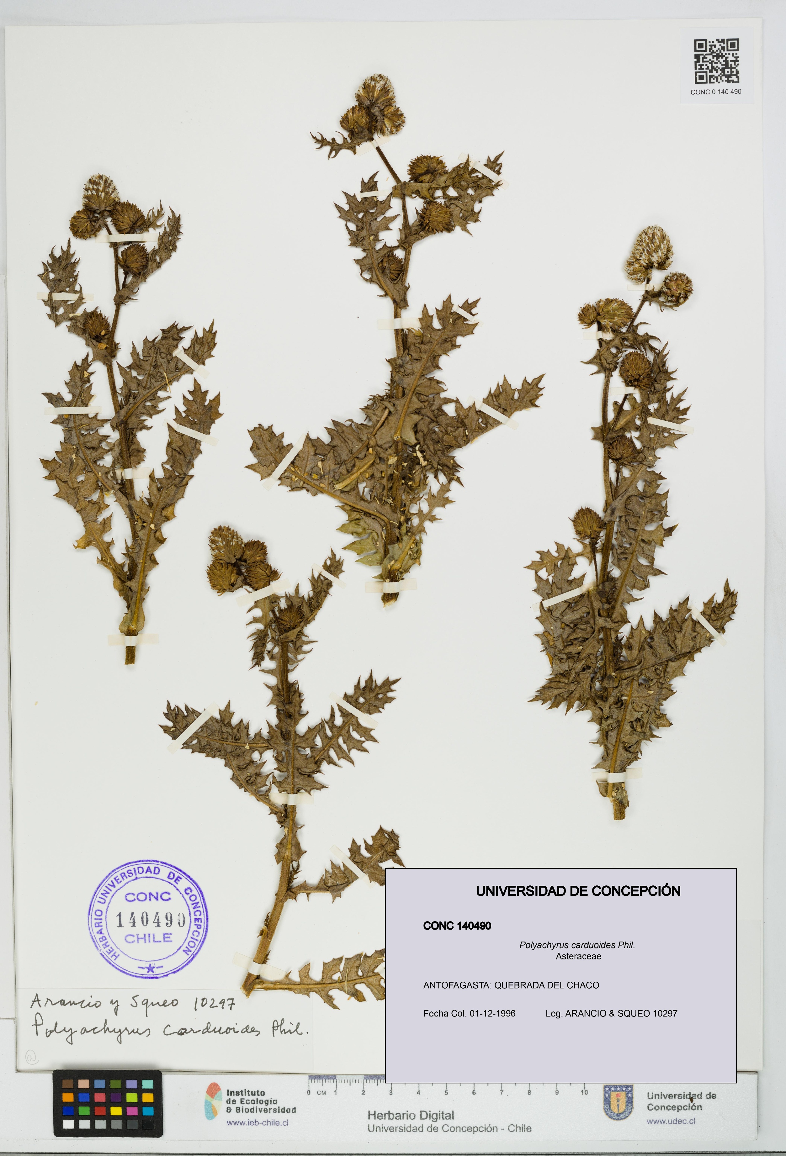 Polyachyrus carduoides [Espécimen: UDEC:CONC:0140490]