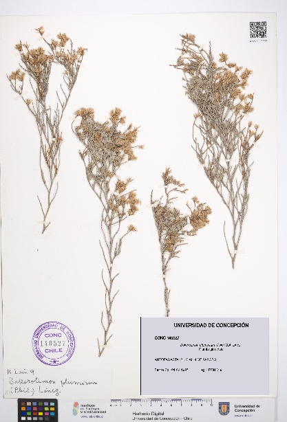 Bakerolimon plumosum [Espécimen: UDEC:CONC:0140527]