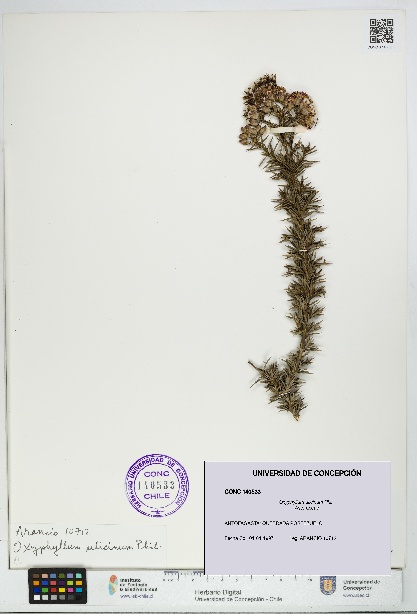 Oxyphyllum ulicinum [Espécimen: ]