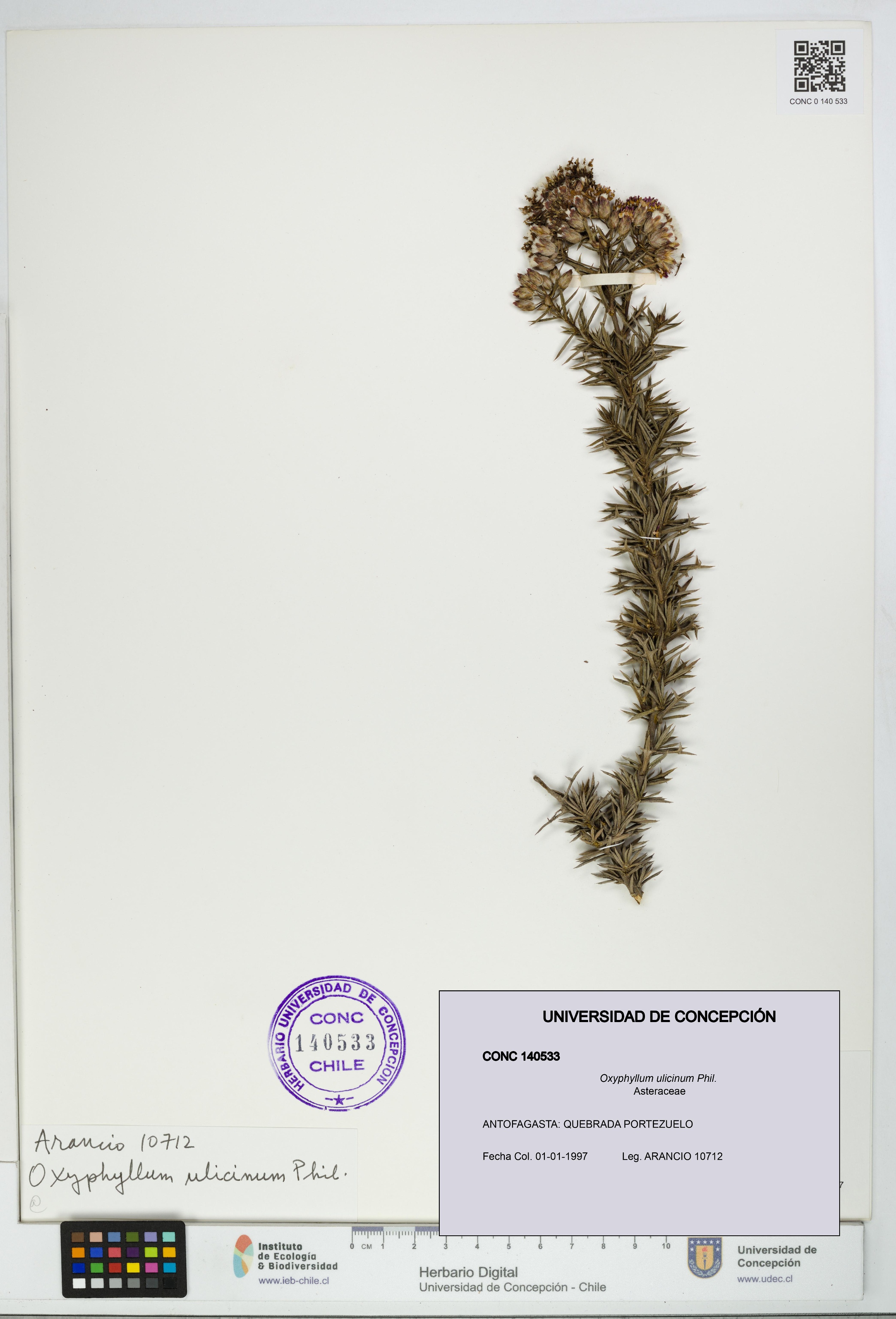Oxyphyllum ulicinum [Espécimen: ]