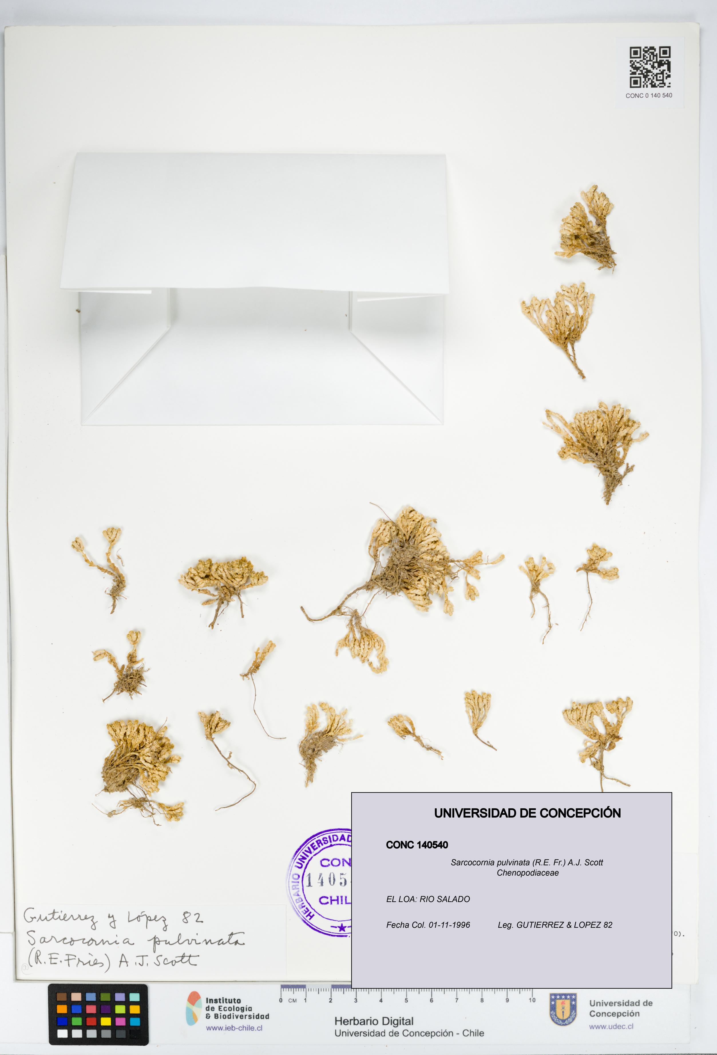 Sarcocornia pulvinata [Espécimen: UDEC:CONC:0140540]