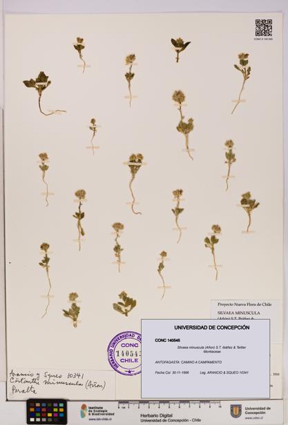 Silvaea minuscula [Espécimen: UDEC:CONC:0140545]