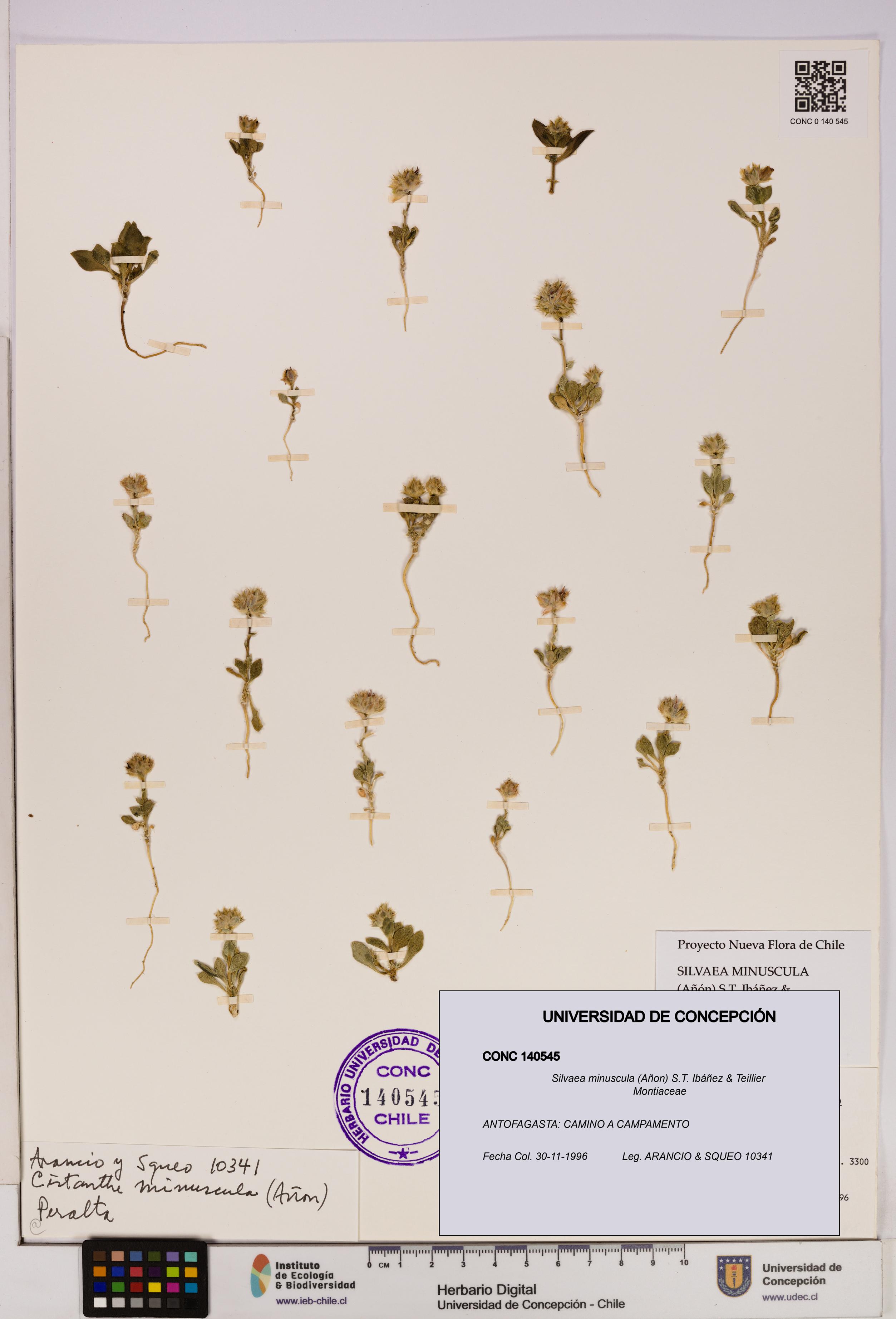 Silvaea minuscula [Espécimen: UDEC:CONC:0140545]