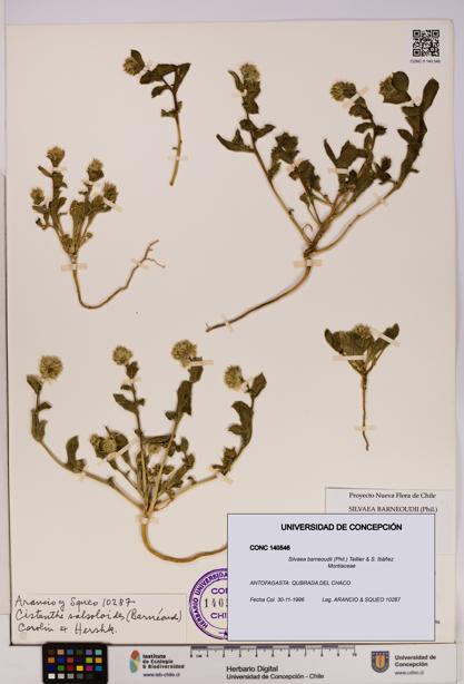 Silvaea barneoudii [Espécimen: UDEC:CONC:0140546]