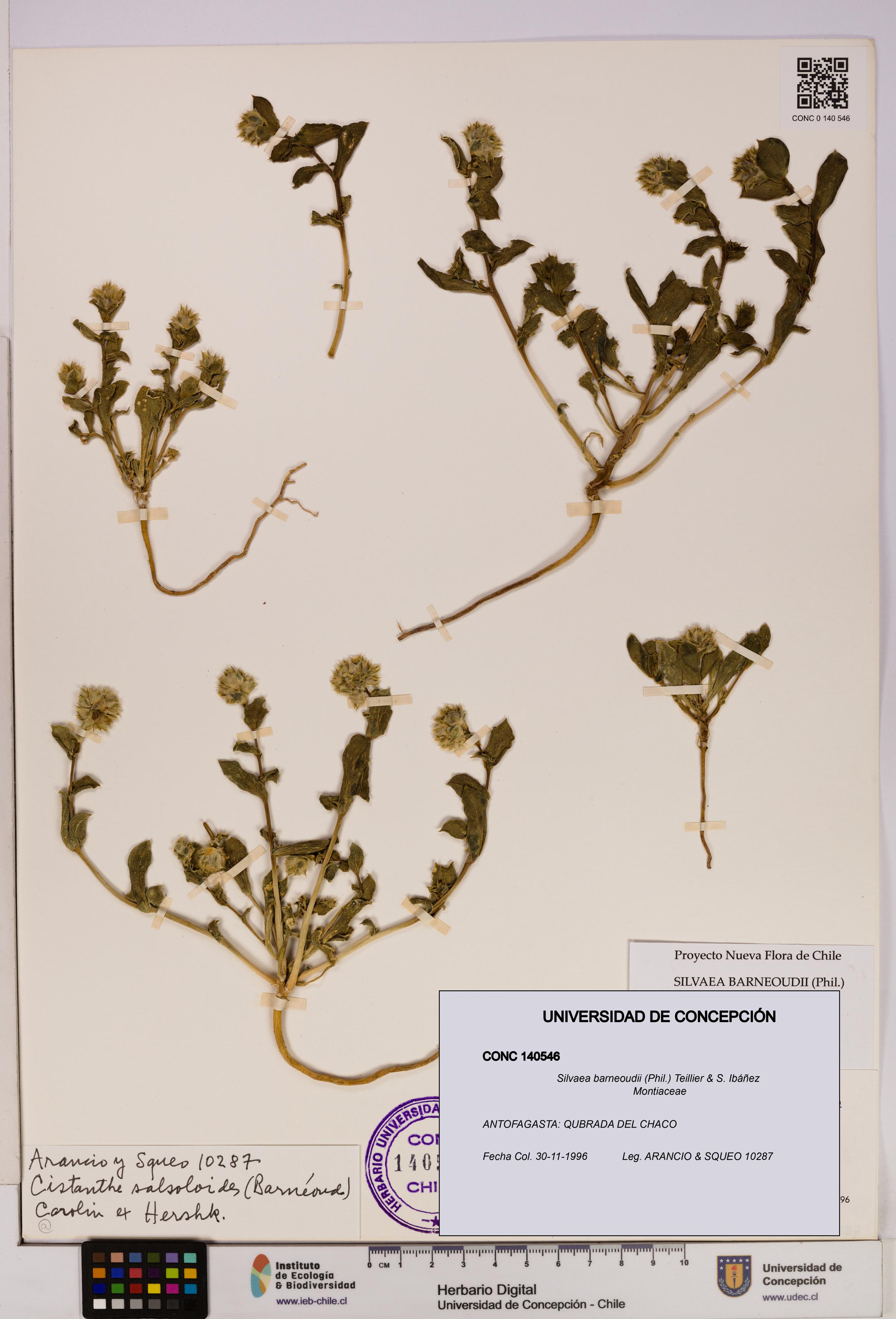 Silvaea barneoudii [Espécimen: UDEC:CONC:0140546]