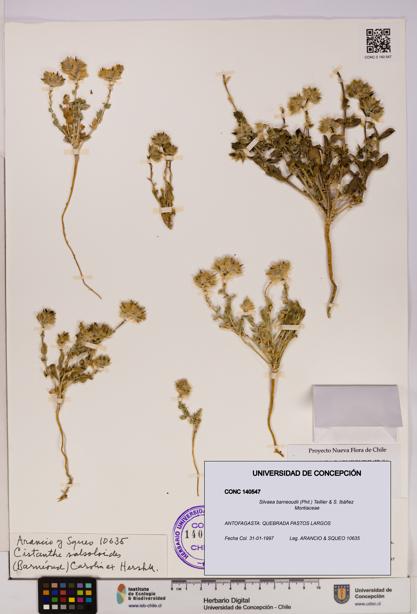 Silvaea barneoudii [Espécimen: UDEC:CONC:0140547]