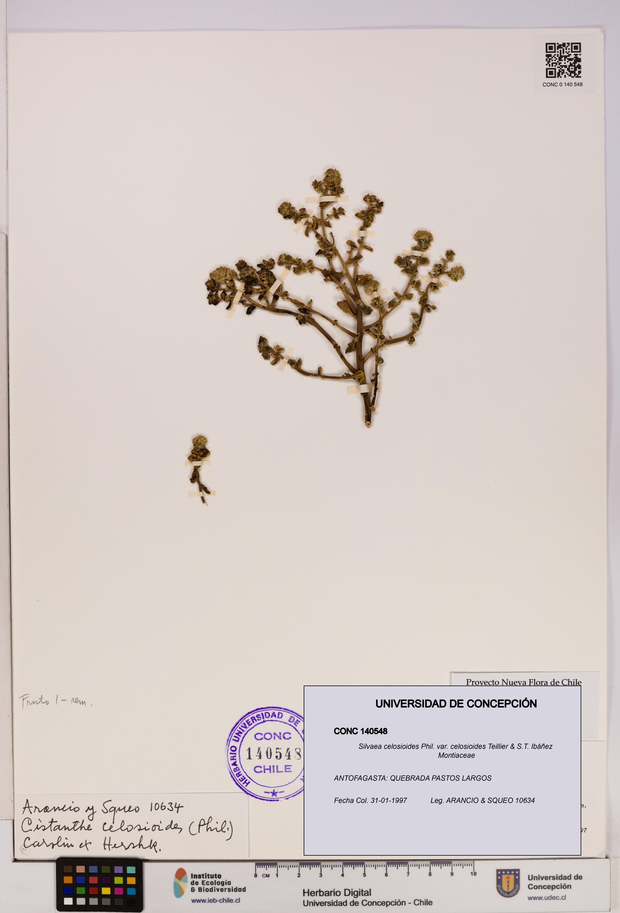 Silvaea celosioides var. celosioides [Espécimen: UDEC:CONC:0140548]