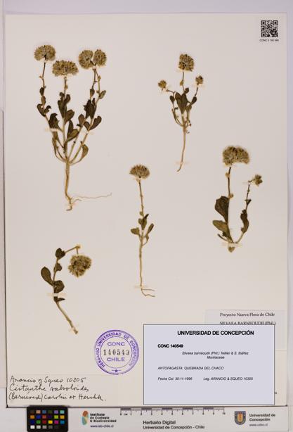 Silvaea barneoudii [Espécimen: UDEC:CONC:0140549]