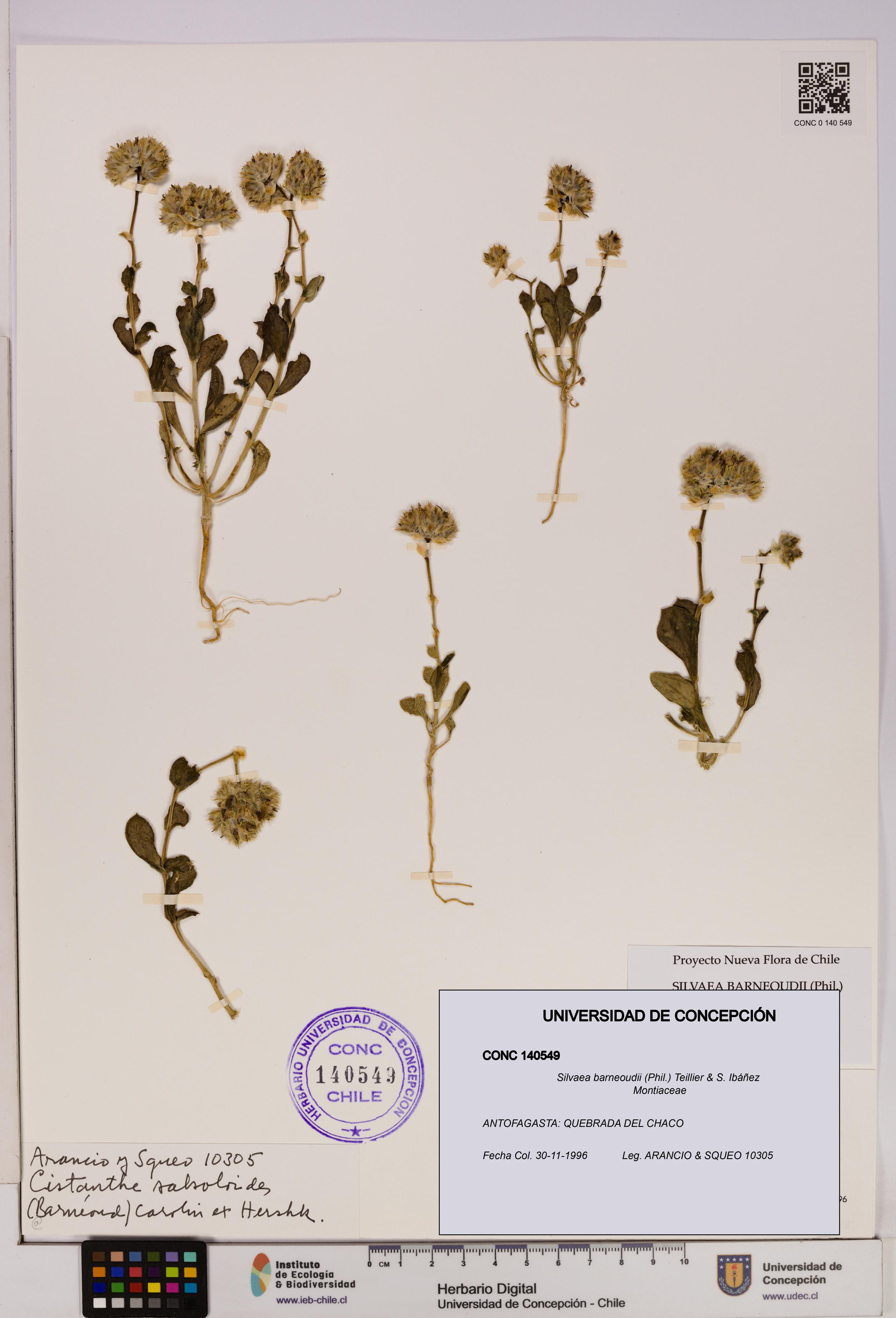 Silvaea barneoudii [Espécimen: UDEC:CONC:0140549]
