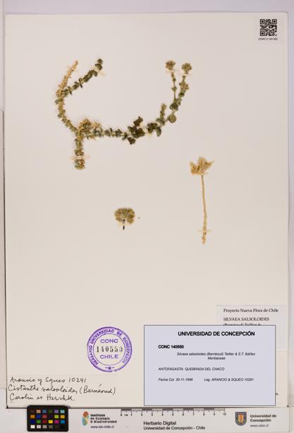 Silvaea salsoloides [Espécimen: UDEC:CONC:0140550]