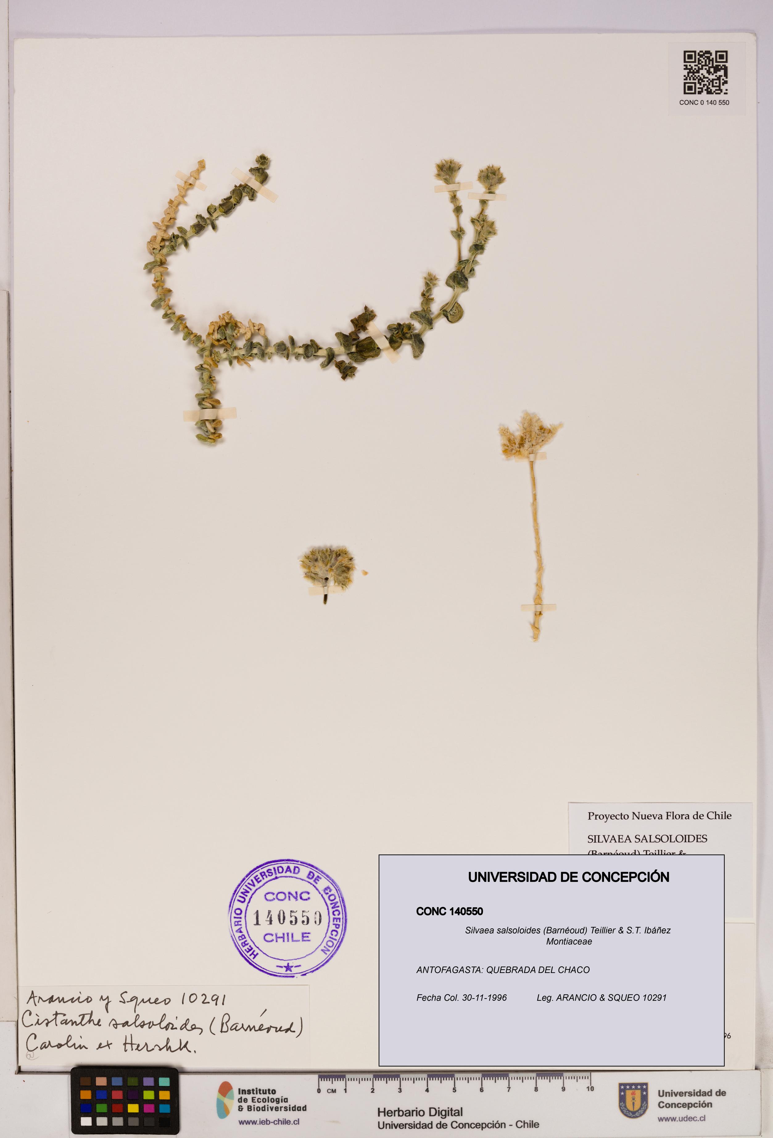 Silvaea salsoloides [Espécimen: UDEC:CONC:0140550]