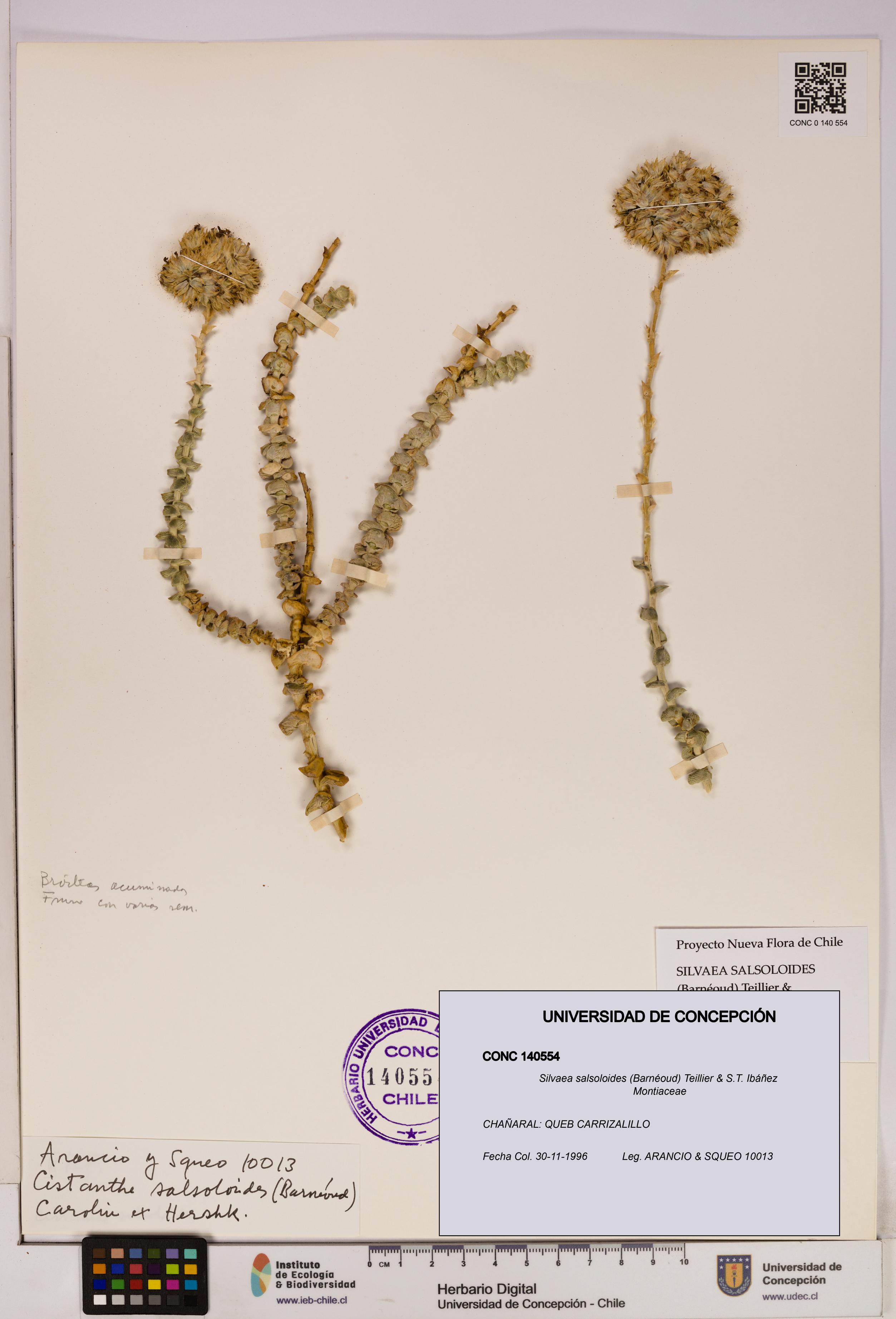 Silvaea salsoloides [Espécimen: UDEC:CONC:0140554]