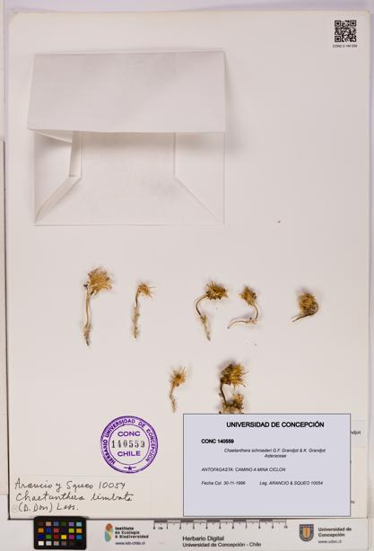 Chaetanthera schroederi [Espécimen: UDEC:CONC:0140559]