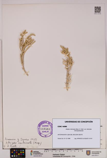 Atriplex imbricata [Espécimen: UDEC:CONC:0140560]