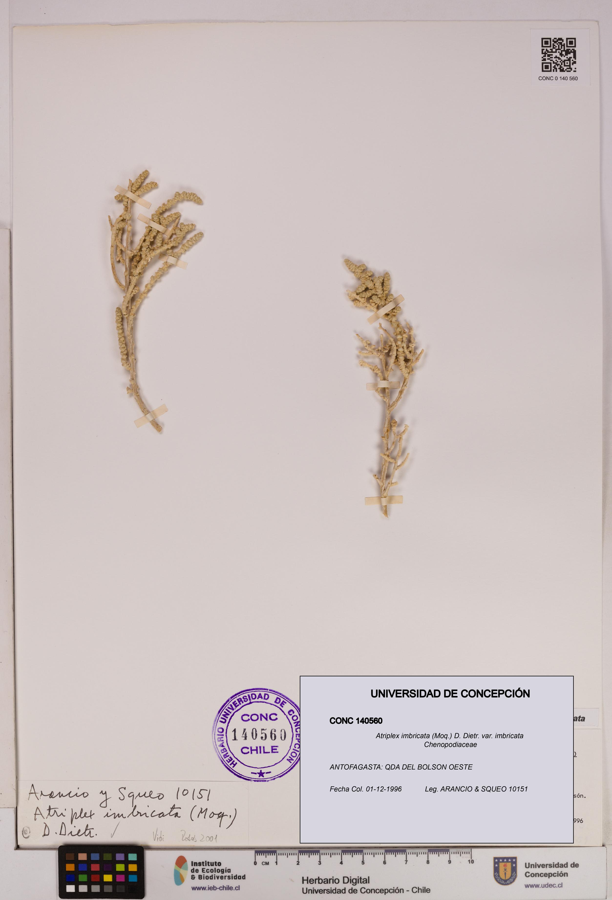 Atriplex imbricata [Espécimen: UDEC:CONC:0140560]