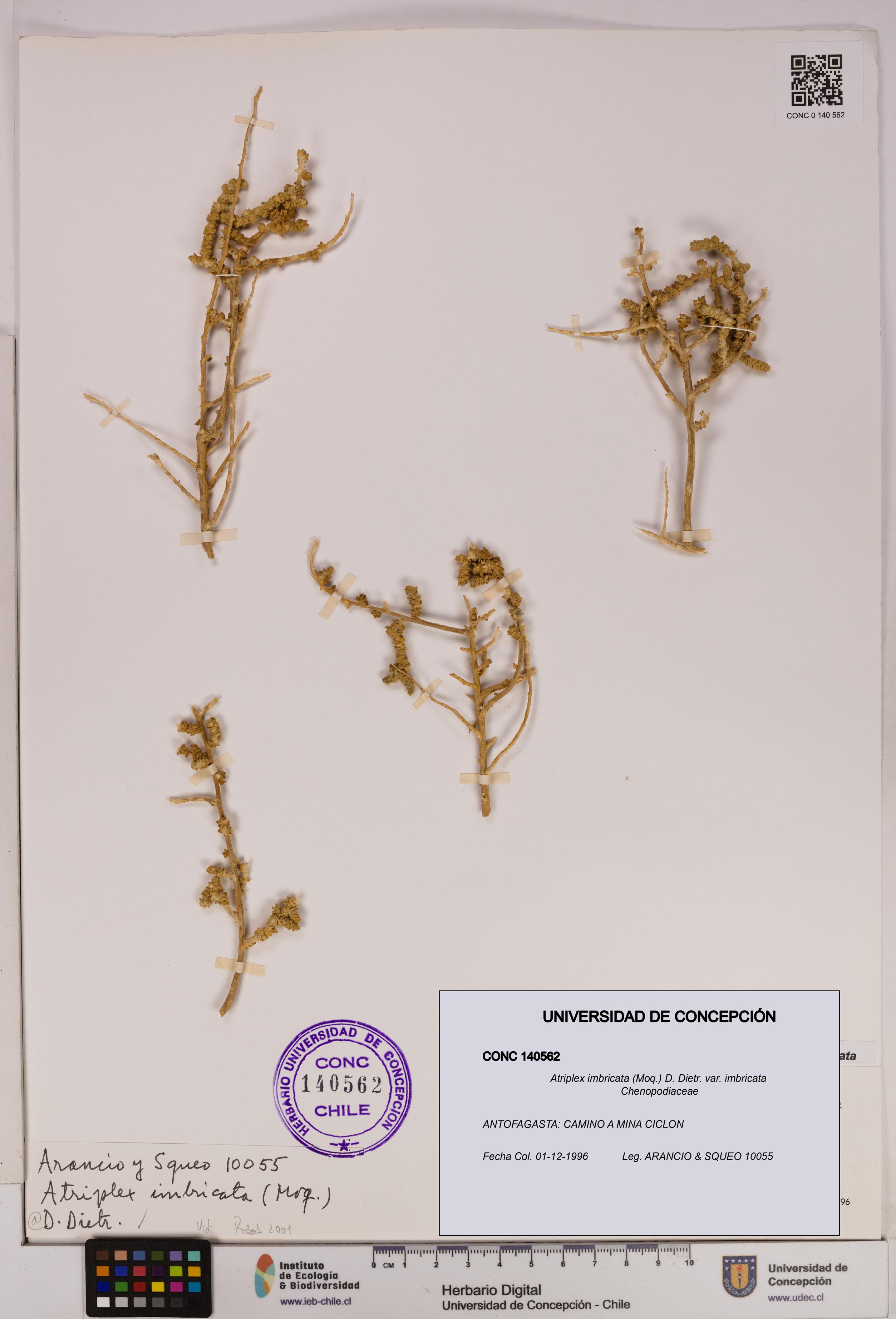 Atriplex imbricata [Espécimen: UDEC:CONC:0140562]